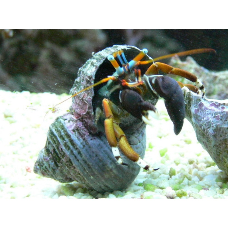 Blue Eyed Hermit Crab - Calcinus laevimanus