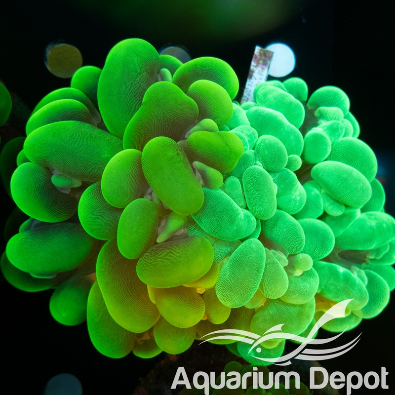 Double-Bubble Green Coral WYSYWIG 1 (Plerogyra sinuosa)