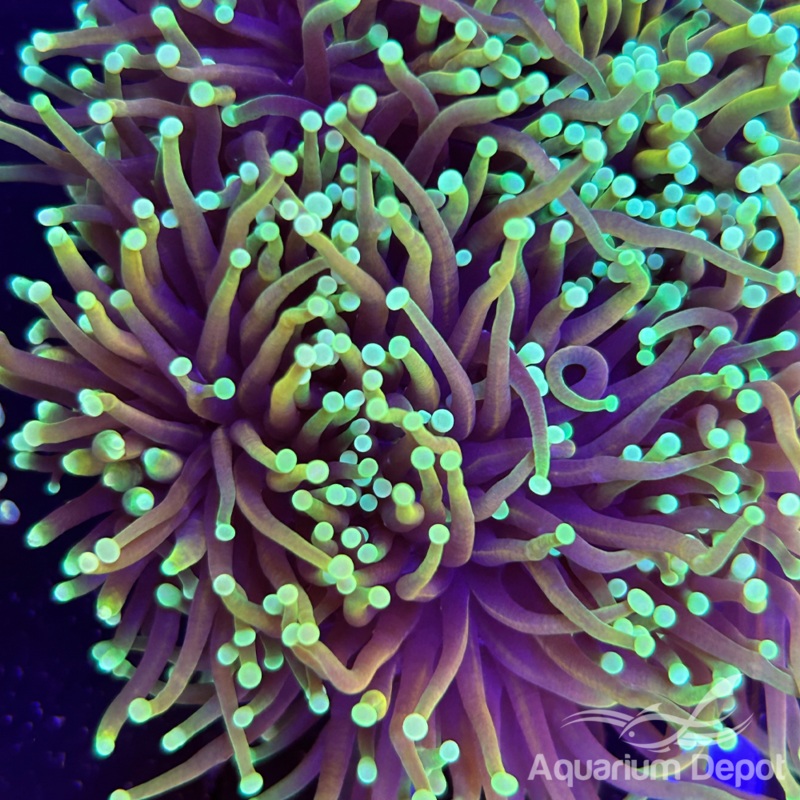 Dragon Soul Torch (Euphyllia glabrescens)