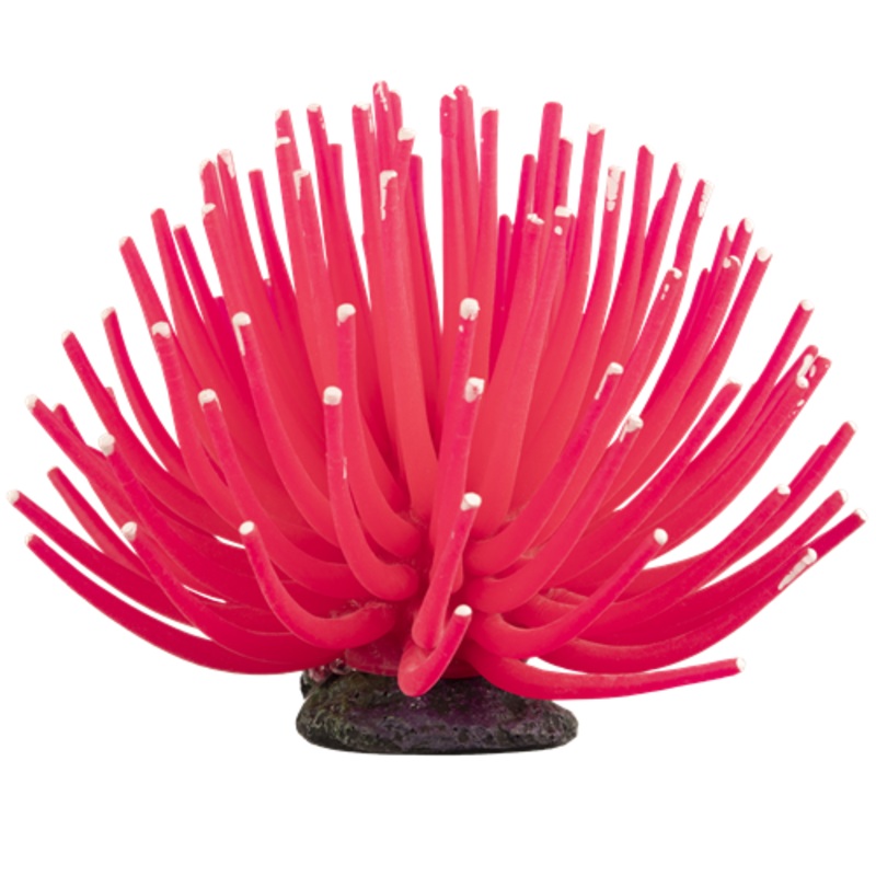 Glofish Pink Anemone