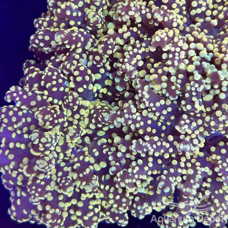 Gold Frogspawn Frag (Euphyllia divisa)