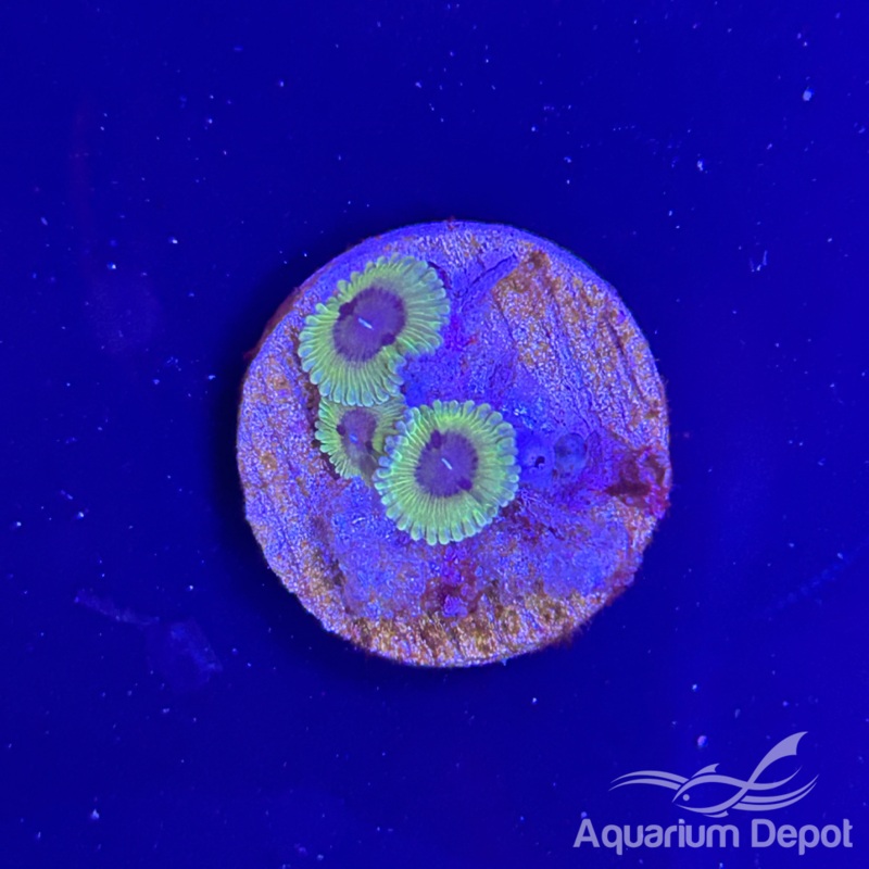 Green Purple Mouth Zoa 1-2 polyps(Zoanthus sp.)