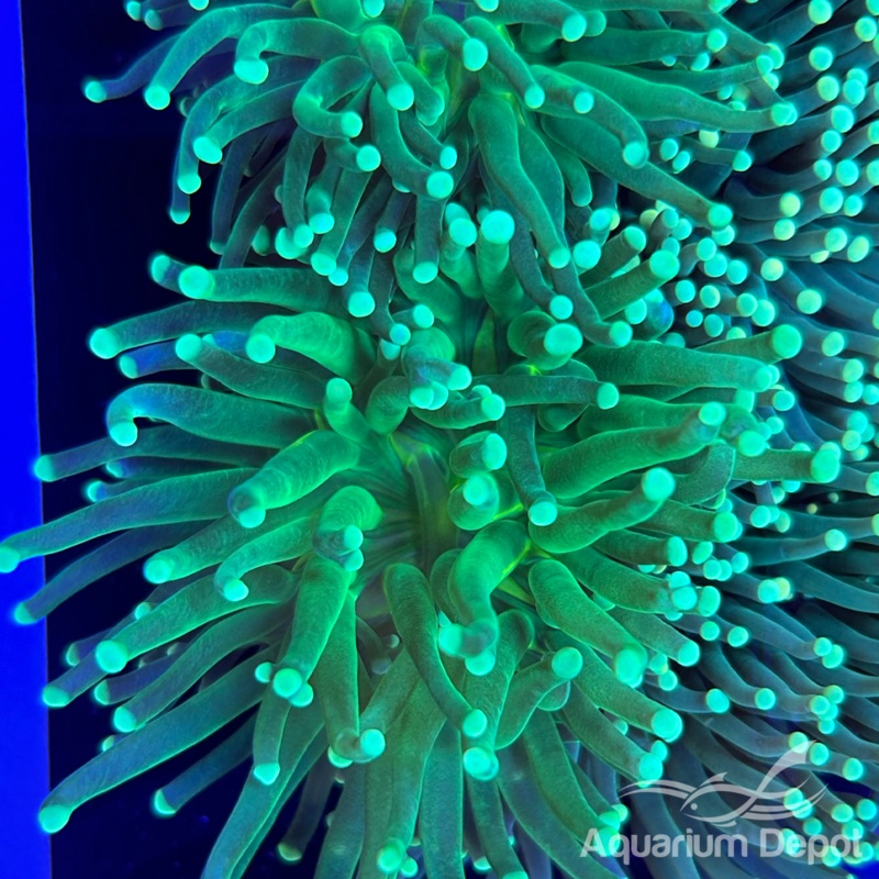 Green Tip Green Torch (Euphyllia glabrescens)