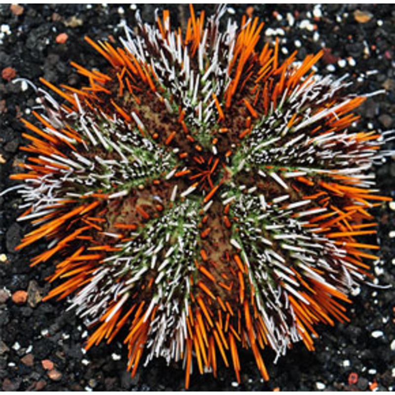 Halloween Tuxedo Urchin - Tripneustes gratilla
