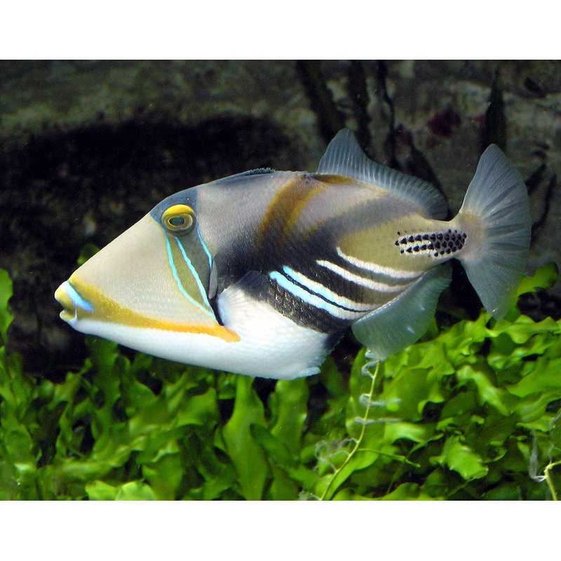 Humu Picasso Triggerfish - Rhinecanthus aculeatus