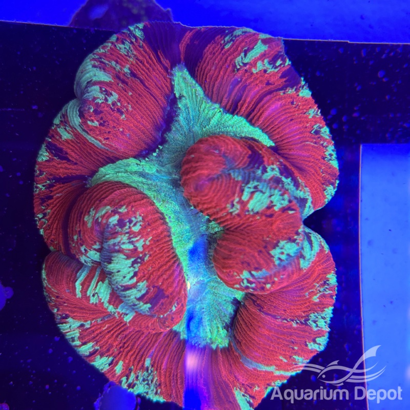Indo Trachyphyllia WYSIWYG 1