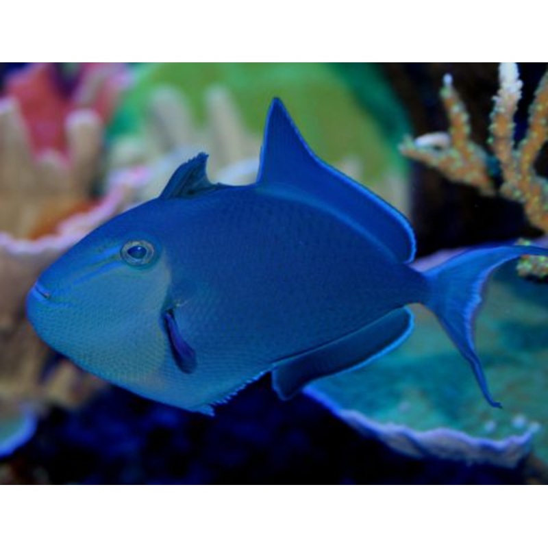 Niger Triggerfish - Odonus niger