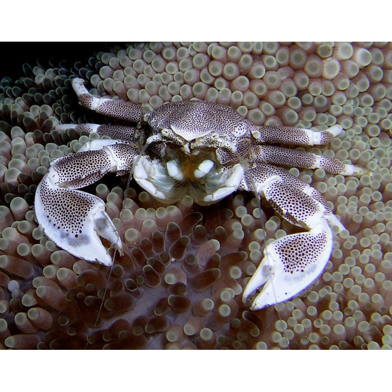 Porcelain Anemone Crab - Neopetrolisthes ohshimai