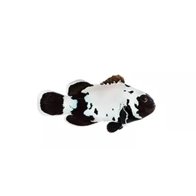 Premium Black Snowflake Ocellaris Clownfish - Captive Bred - Small - 1" to 1.25"