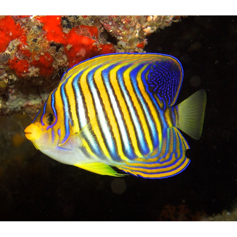 Regal Angelfish - Pygoplites diacanthus (Indo-Pacific)
