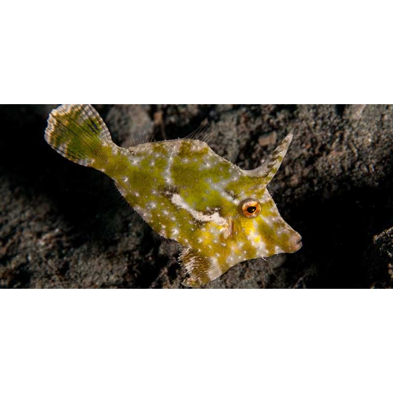 Aiptasia Eating Filefish (Acreichthys tomentosus)