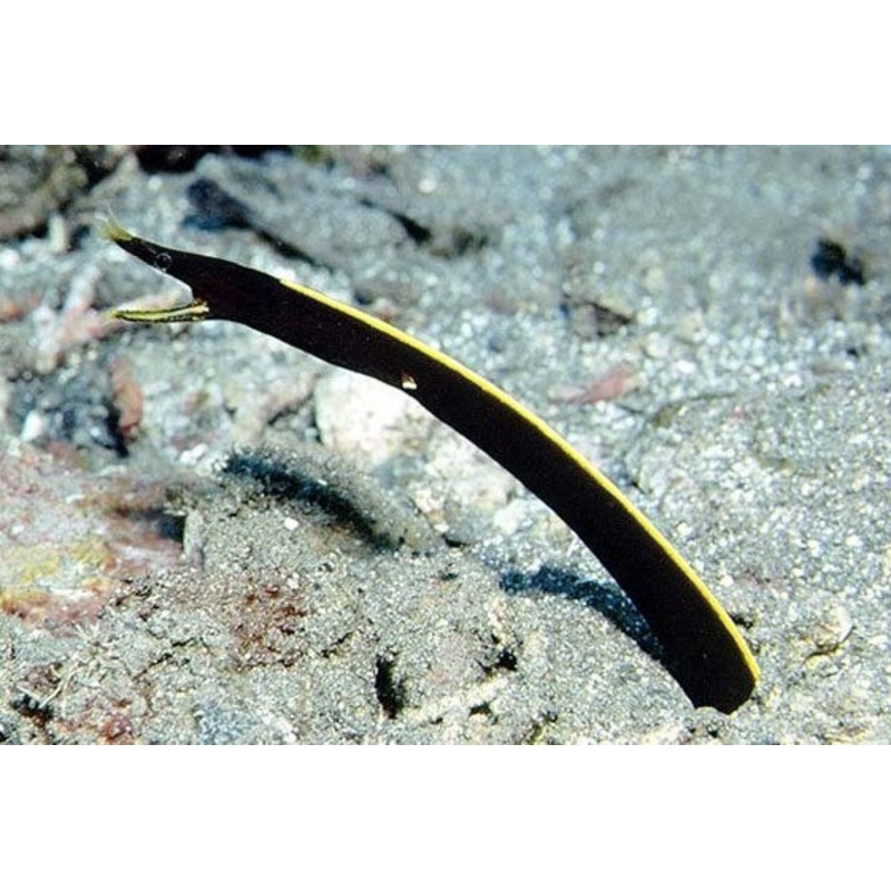 Black Ribbon Eel - Rhinomuraena quaesita