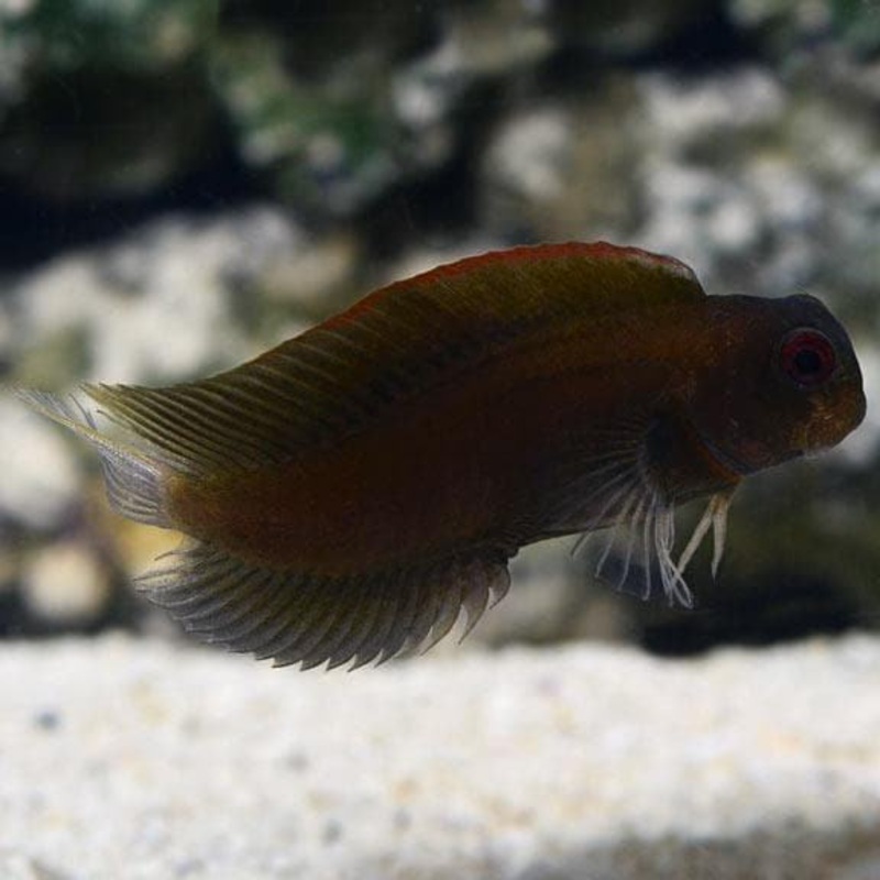 Black Sailfin Blenny - Atrosalarias fuscus
