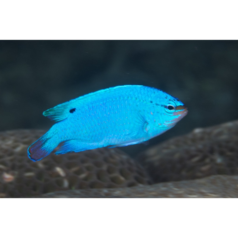 Blue Devil Damselfish - Chrysiptera cyanea