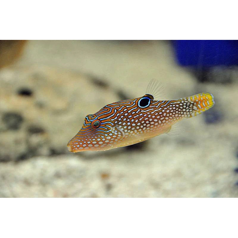 Blue Spot Puffer - Canthigaster solandri