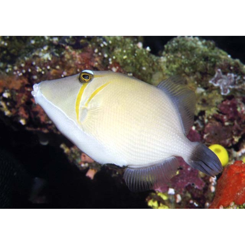 Boomerang triggerfish - Sufflamen Bursa