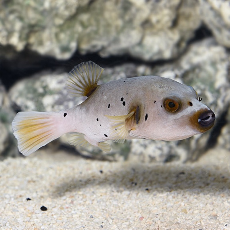 Dogface Puffer Brown - Arothron nigropunctatus