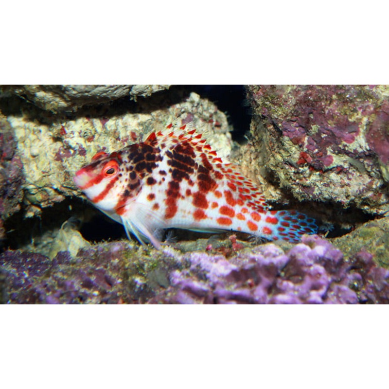 Falco Hawkfish - Cirrhitichthys falco