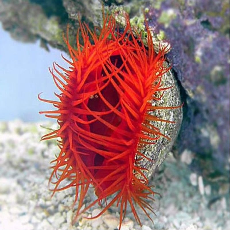 Flame Scallop - Lima scabra