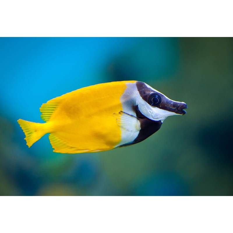 Foxface Rabbitfish - Siganus vulpinus