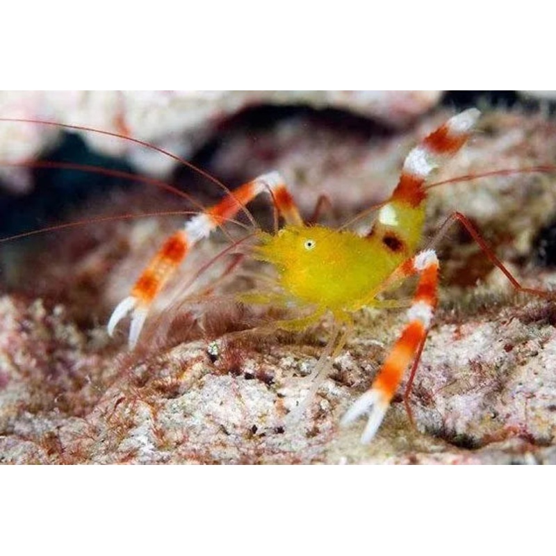Golden Banded Coral Shrimp - Stenopus scutellatus