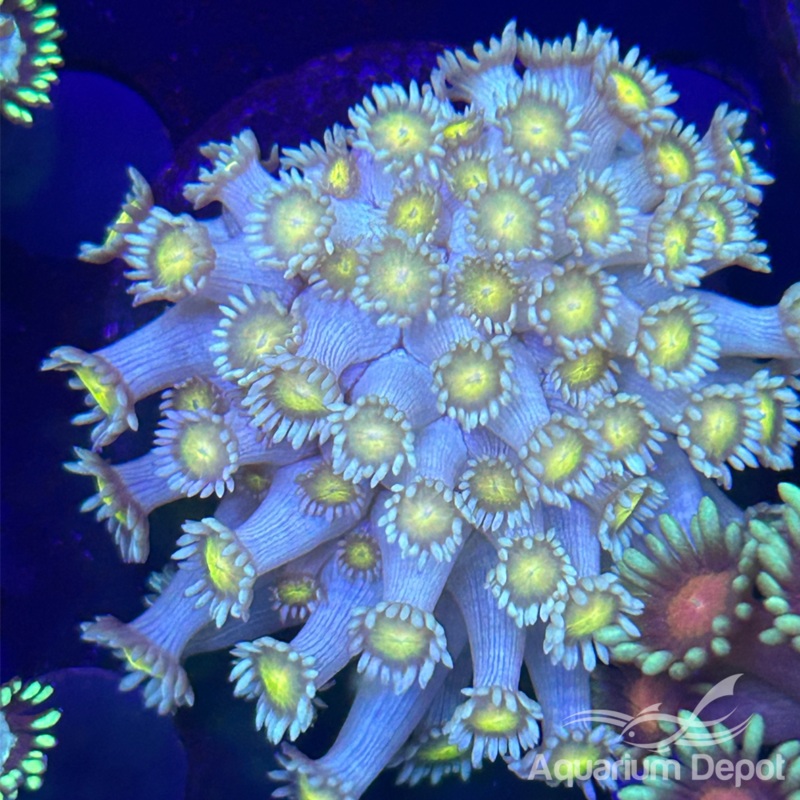 Green Yellow center Goniopora Frag