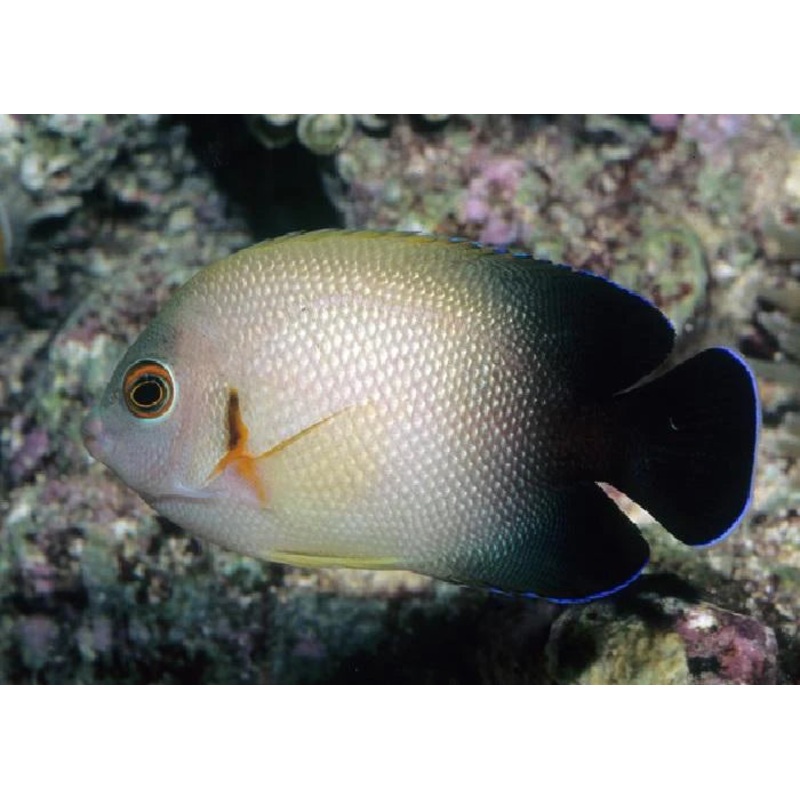Half Black Angelfish - Centropyge vroliki