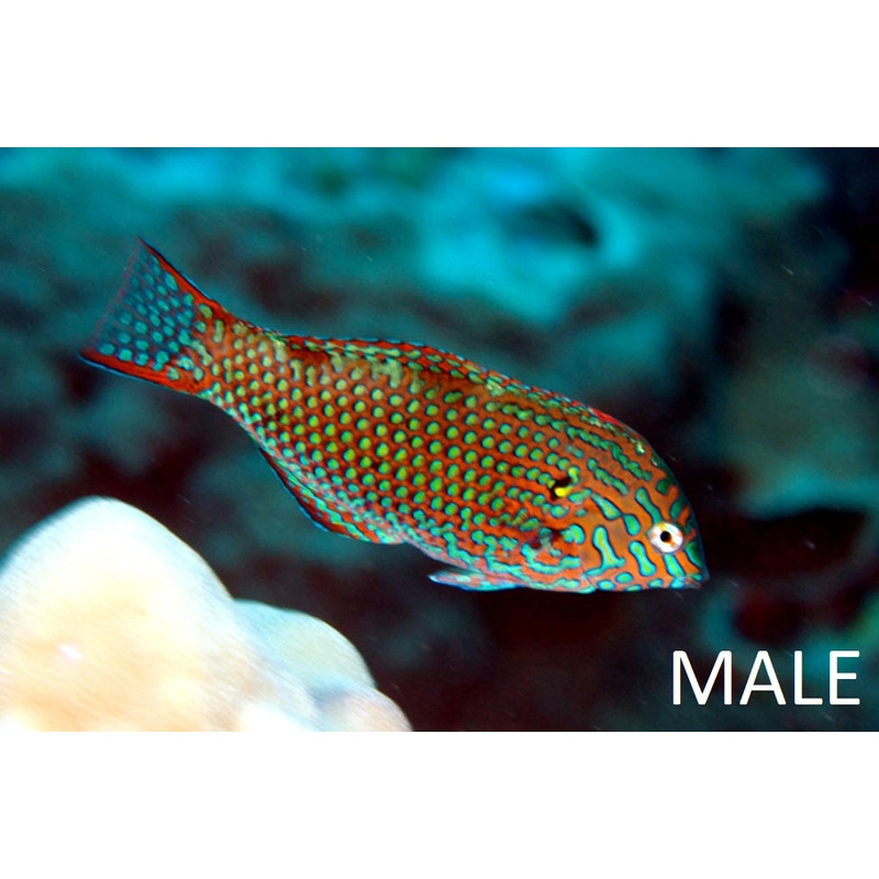 Leopard Wrasse - Macropharyngodon meleagris