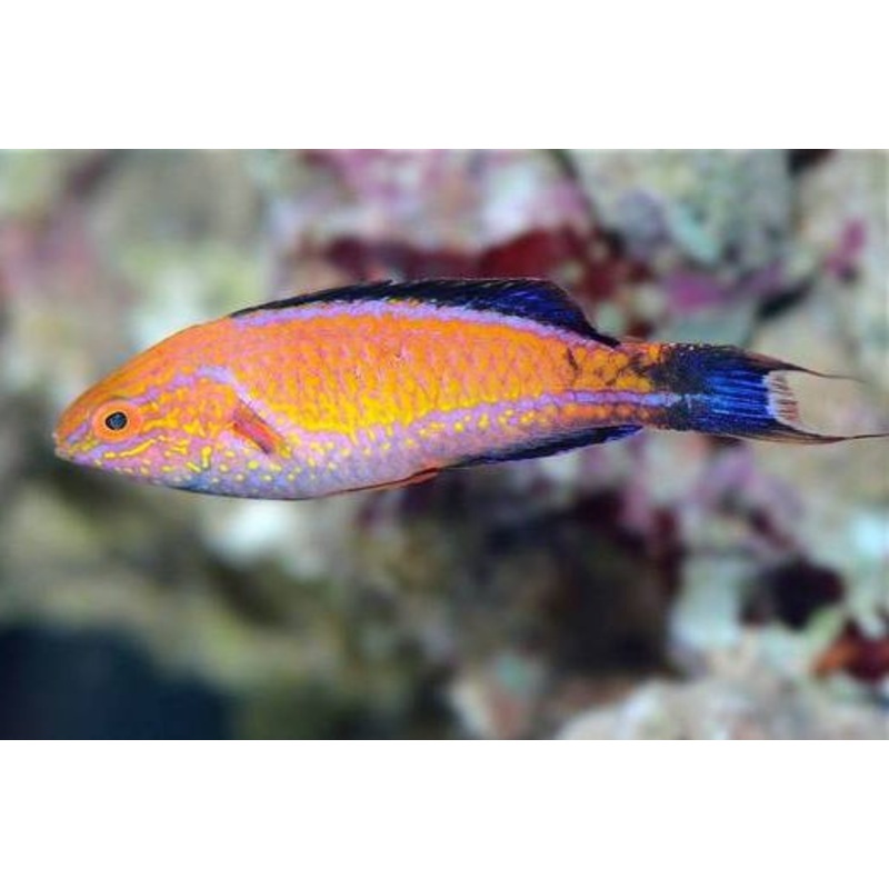 Lunate Fairy Wrasse - Cirrhilabrus lunatus