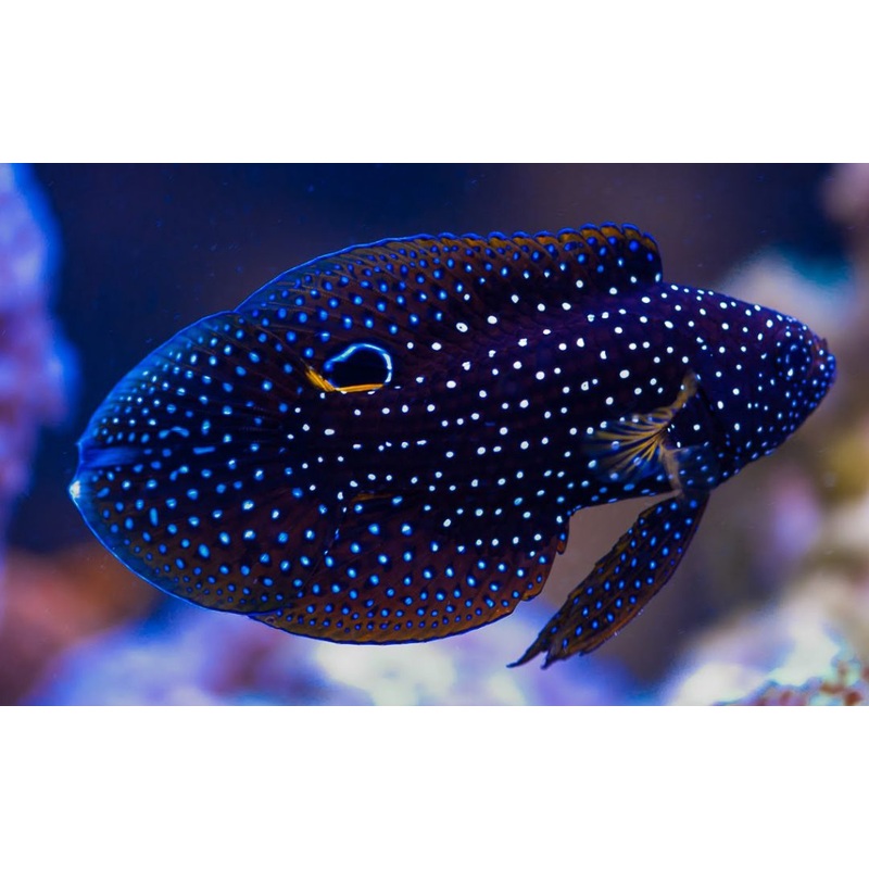 Marine Betta - Calloplesiops altivelis