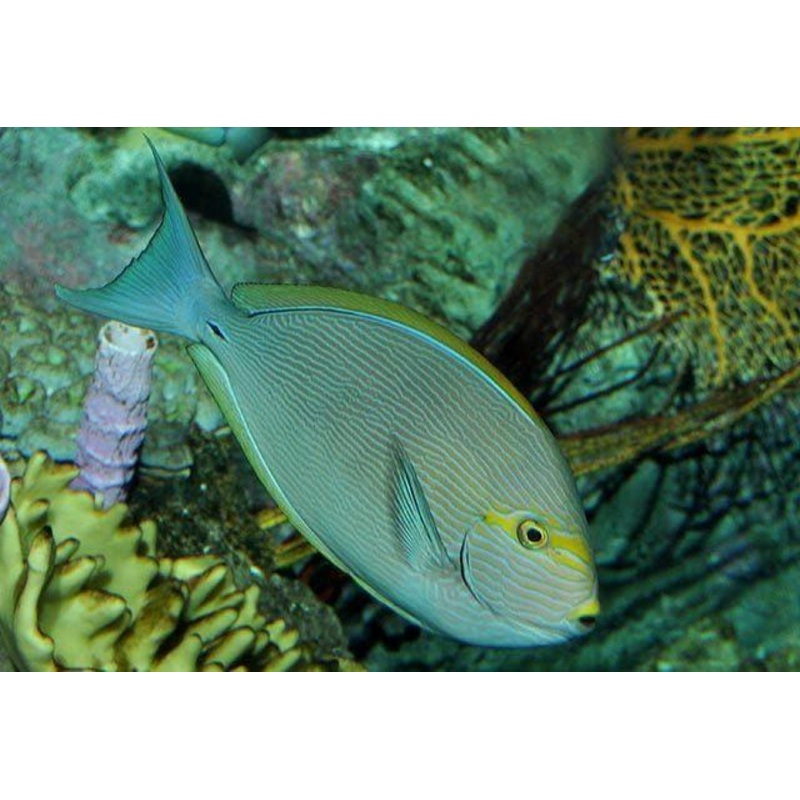 Mata Tang - Acanthurus mata