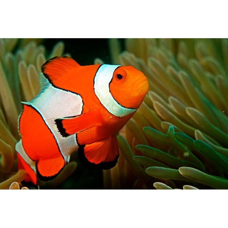 Ocellaris Clownfish - Wild Caught