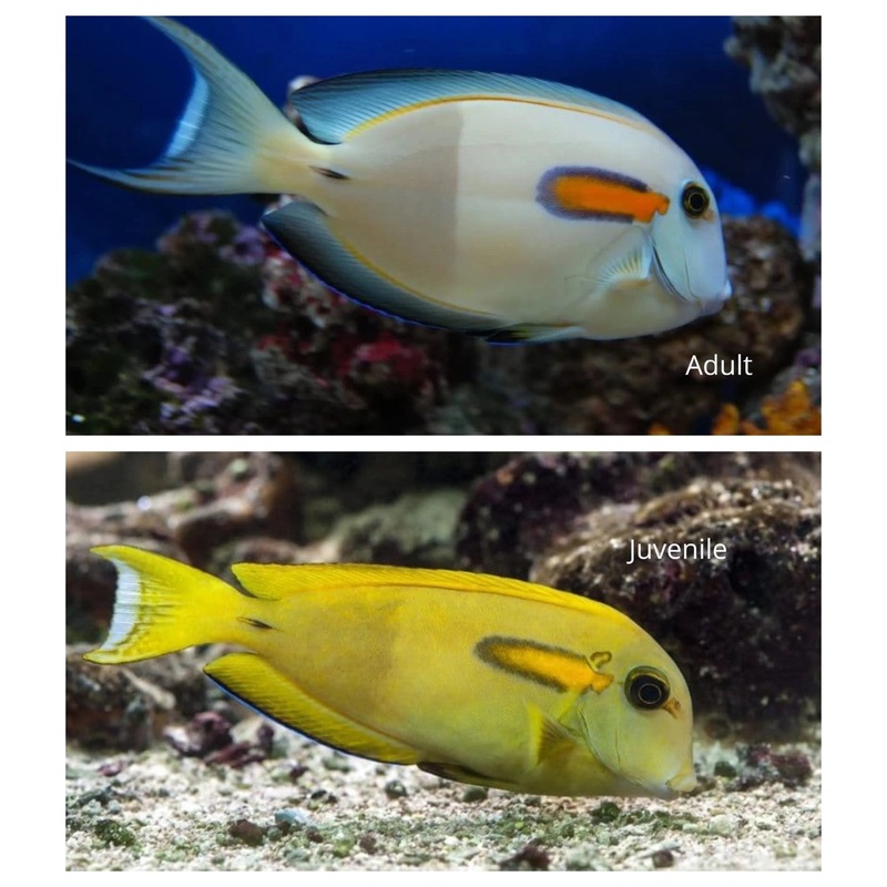 Orange Shoulder Tang - Acanthurus olivaceus