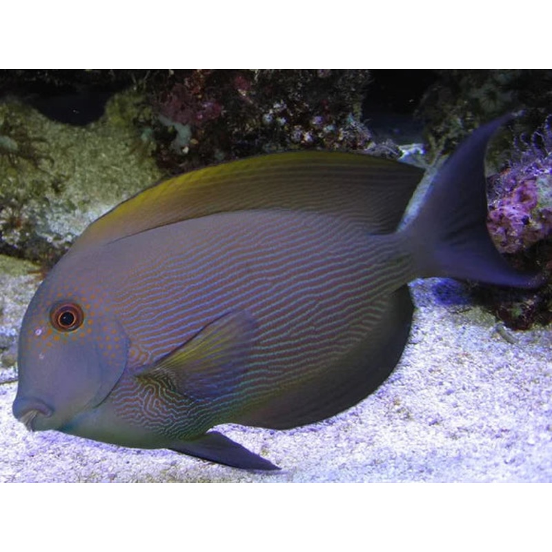 Orange Stripe Bristletooth Tang - Ctenochaetus striatus