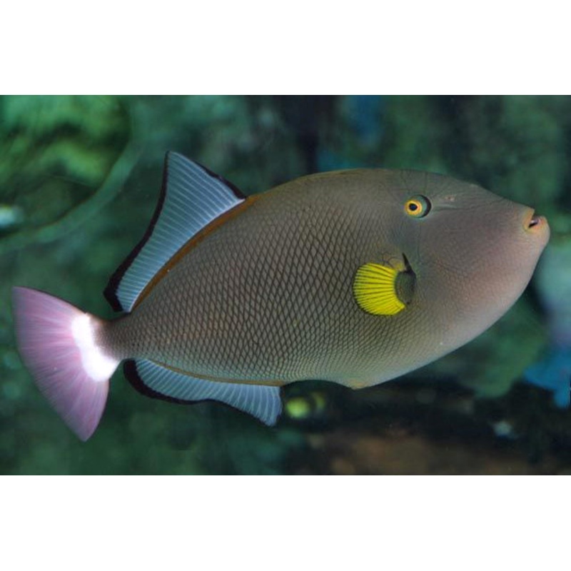 Pinktail Triggerfish - Melichthys vidua