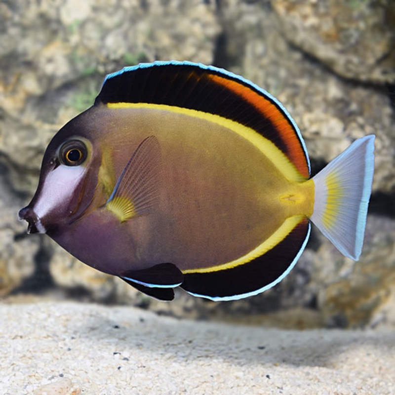 Powder Brown Tang - Acanthurus japonicus