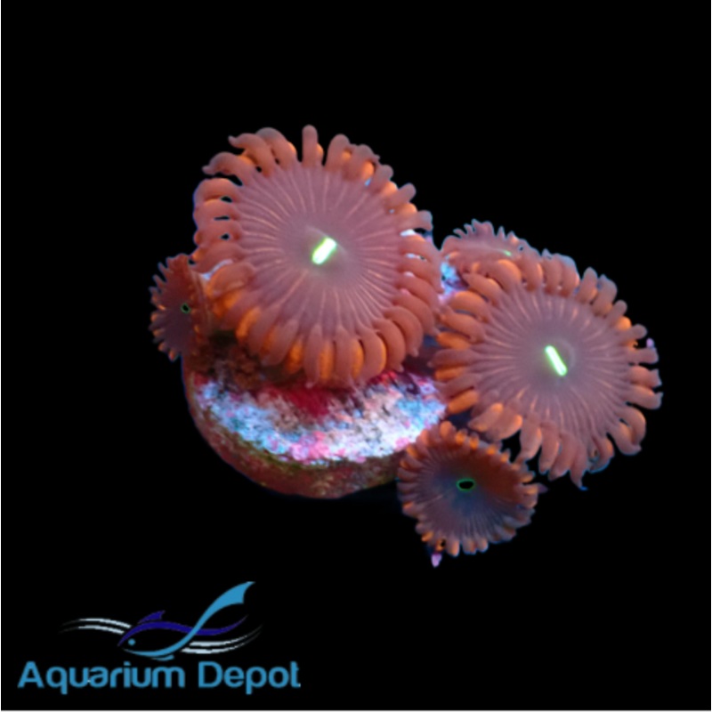 Purple People Eater Zoa (Zoanthus sp.)