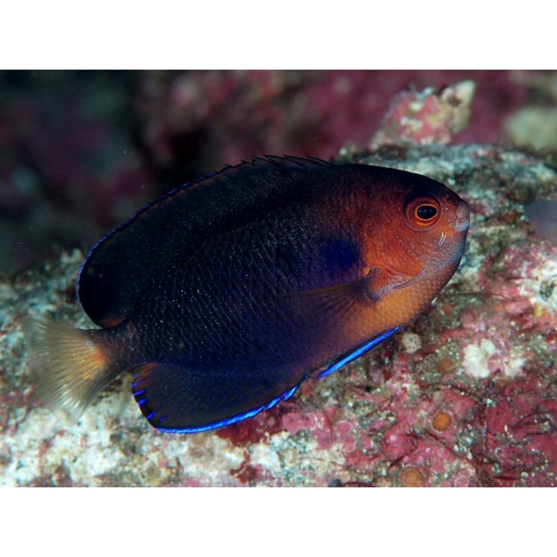 Pygmy Yellowtail Angelfish - Centropyge flavicauda