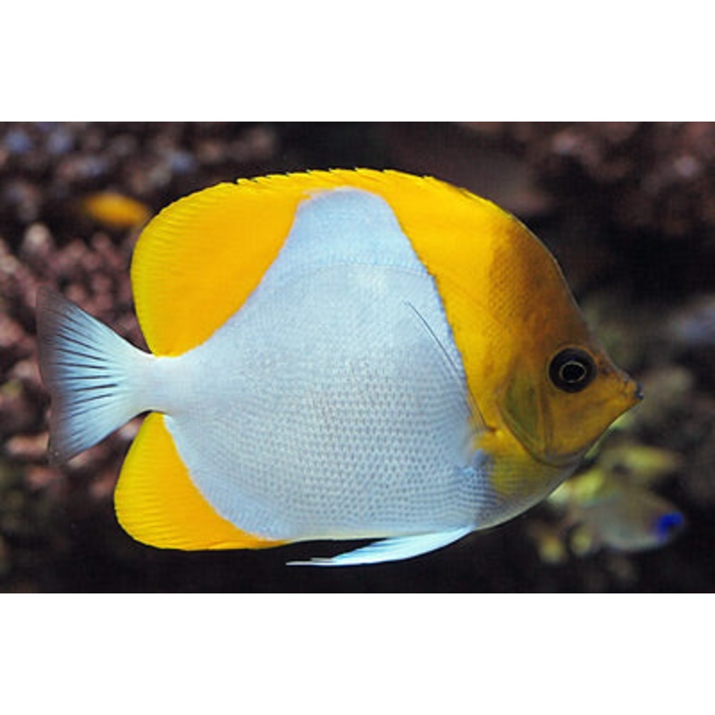 Pyramid Butterflyfish - Hemitaurichthys polylepis