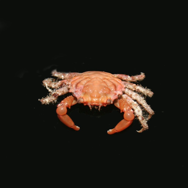 Red Emerald Crab - Mithraculus sculptus