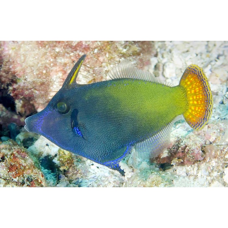 Red Tail Filefish - Pervagor janthinosoma