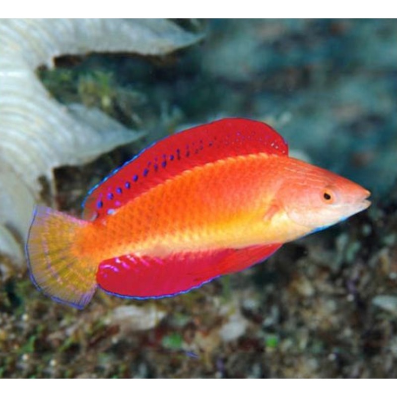 Redfin Wrasse - Cirrhilabrus rubripinnis