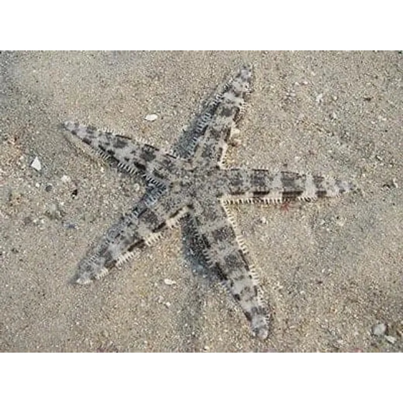 Sand Sifting Starfish - Astropecten polycanthus