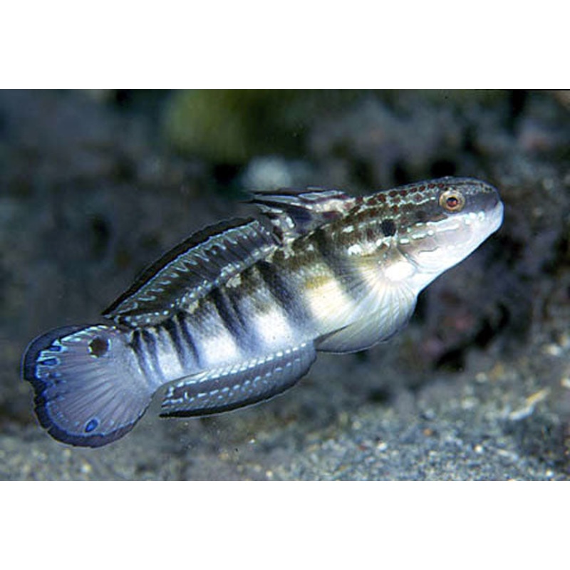 Sleeper Banded Goby - Amblygobius phalaena