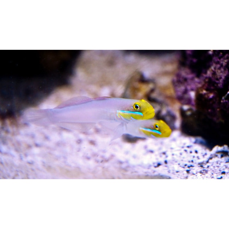 Sleeper Gold Head Goby - Valenciennea strigata