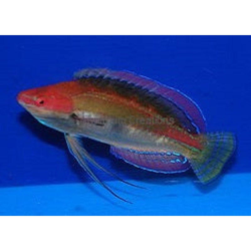 Temminck's Fairy Wrasse - Cirrhilabrus temminckii