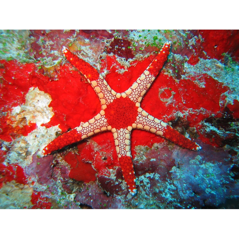 Tile Sea Star Orange/Red - Fromia Monilis