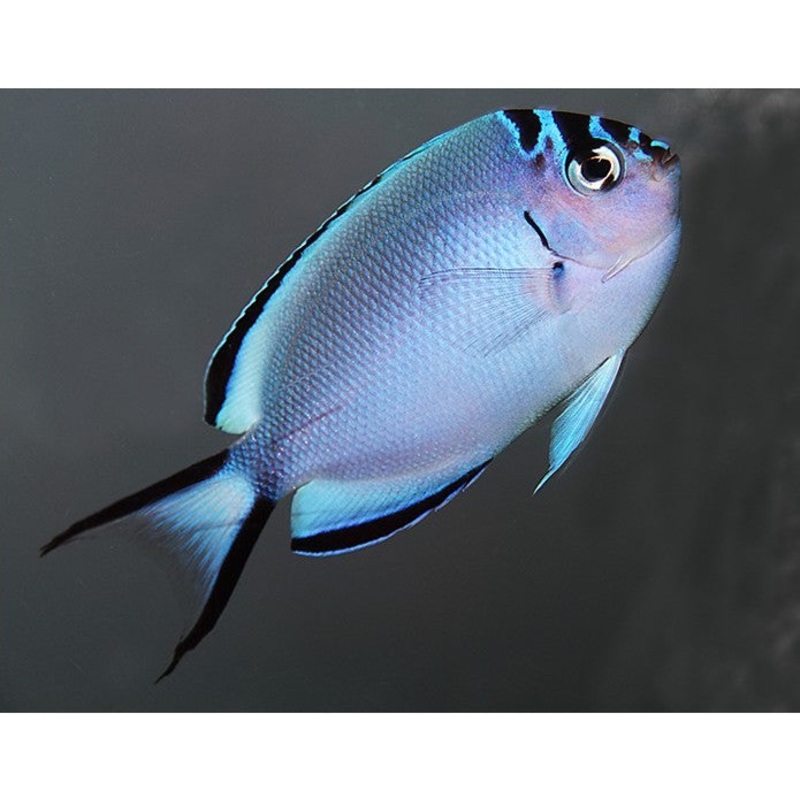 Watanabe Angelfish - Genicanthus watanabei