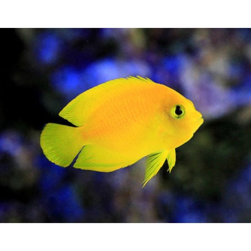 Yellow Angelfish - Centropyge heraldi
