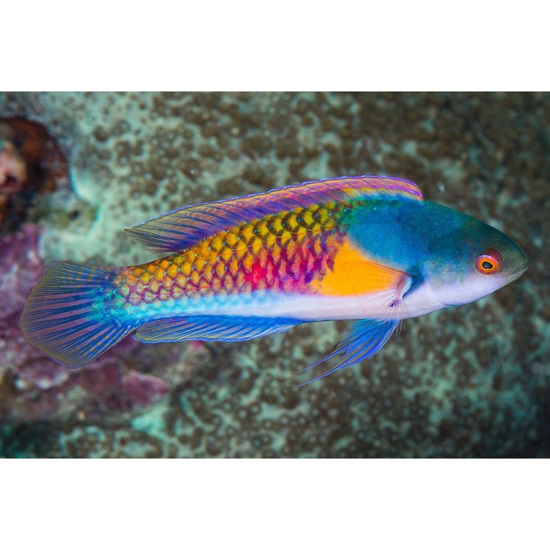 Yellow-Flanked Fairy Wrasse - Cirrhilabrus lyukyuensis